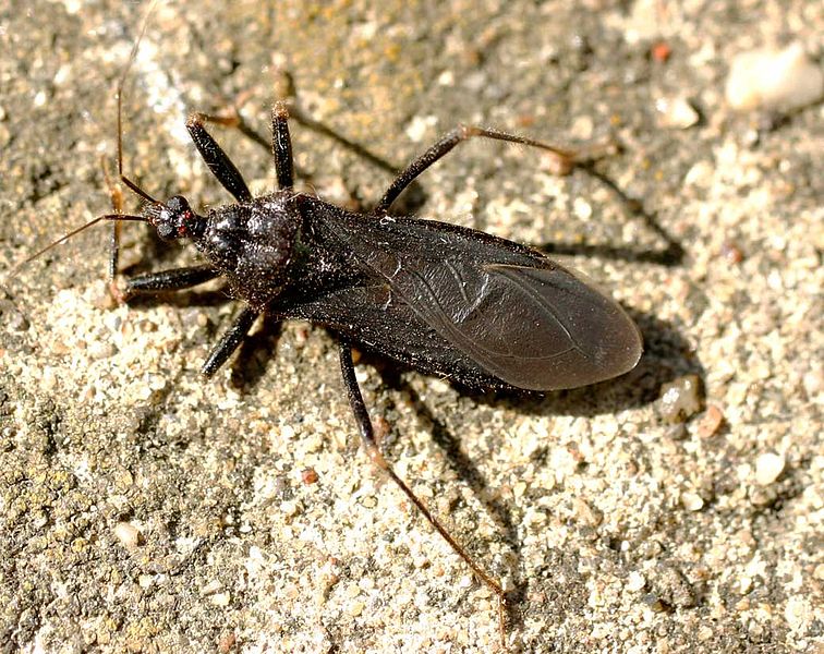 Natural Predators of Bed Bugs - Entomart.ins