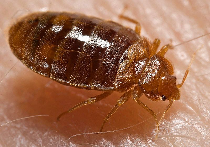 Bed Bug Biology - Cimex Lectularius