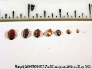 Bed Bug Eggs, Nymphs and Adults - Rentokil
