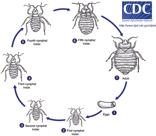 Bed Bug Life Cycle Stages - Cimex Lectularius