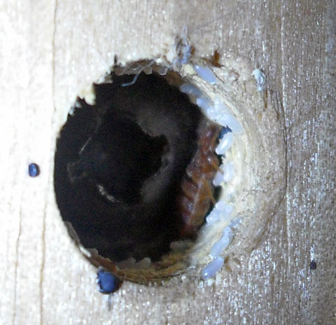 Bed bug With Eggs in screw hole